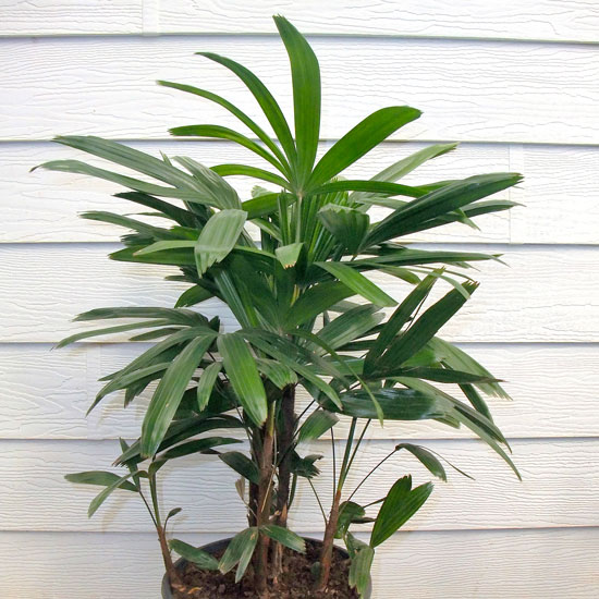 Rhaphis Palm - Office Plants Melbourne