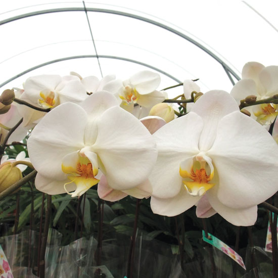 Phelanopsis Orchid - Office Plants Melbourne