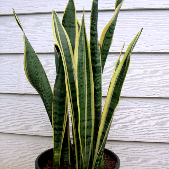 Sansevieria – Mother In Laws Tongue - Office Plants Melbourne