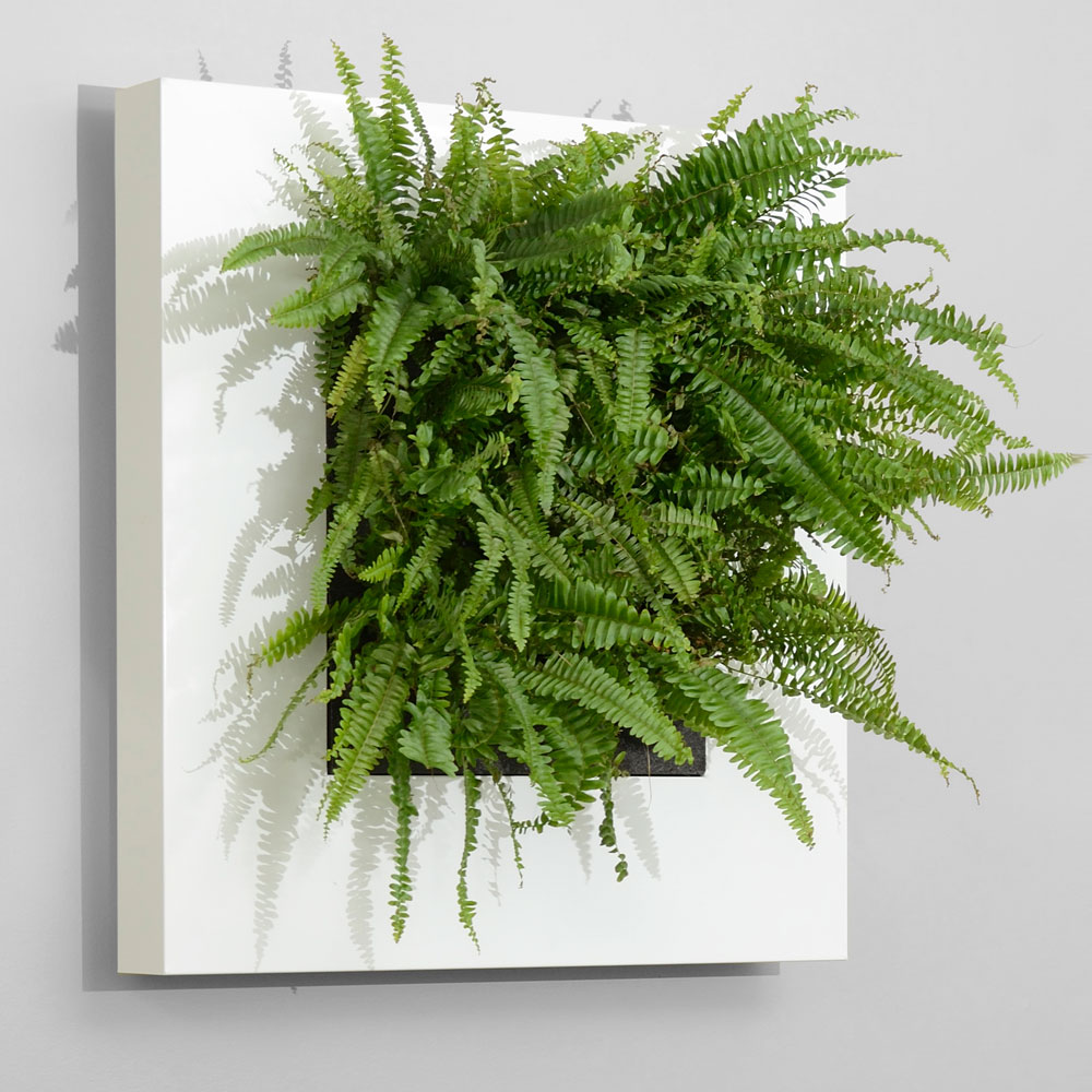 Plant Walls and Live Wall Art - Eco Green Office Plants